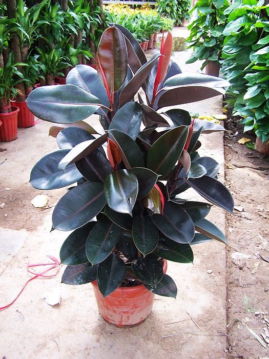 橡皮樹&mdash;&mdash;銀達園林工具/五金沖壓件