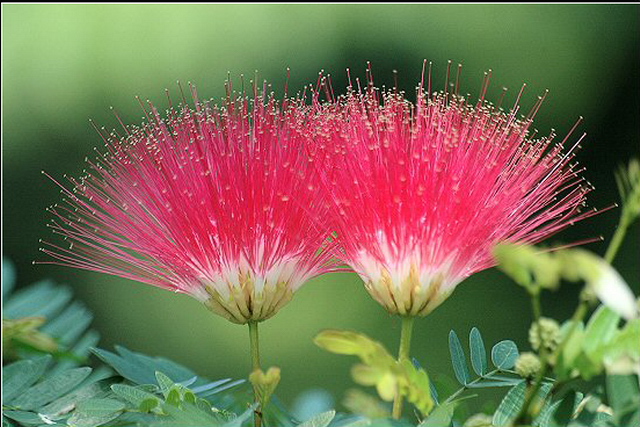 合歡&mdash;銀達園林工具/五金沖壓件