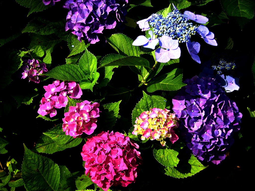 八仙花&mdash;銀達園林工具/五金沖壓件