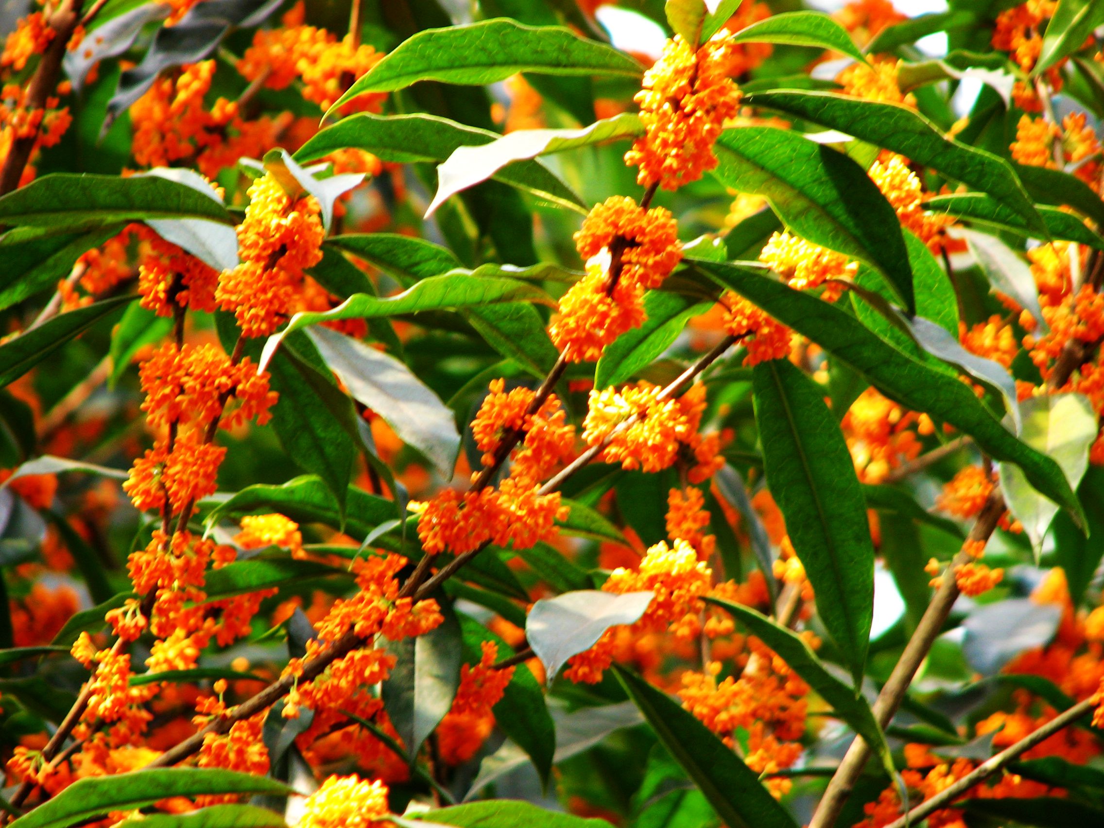 丹桂&mdash;銀達(dá)園林工具制造