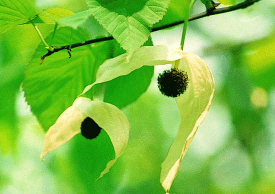 珙桐&mdash;銀達園林工具/五金沖壓件