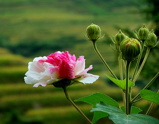 木蓮&mdash;銀達園林工具制造