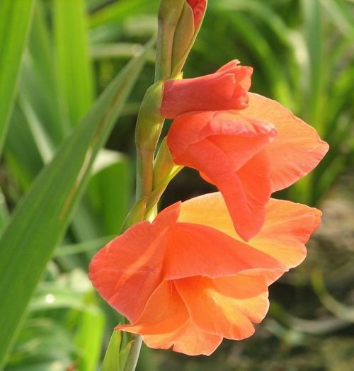 唐菖蒲&mdash;&mdash;銀達(dá)園林工具/五金沖壓件