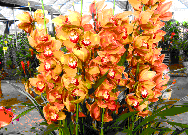 蝴蝶蘭——銀達園林工具/五金沖壓件