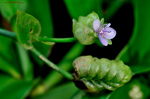 唐菖蒲&mdash;&mdash;銀達園林工具/五金沖壓件