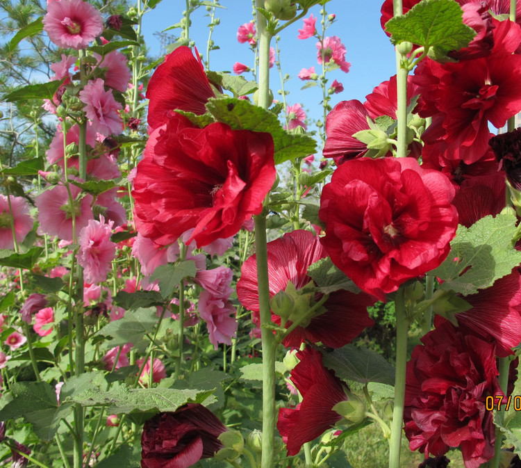 蜀葵花&mdash;銀達園林工具制造