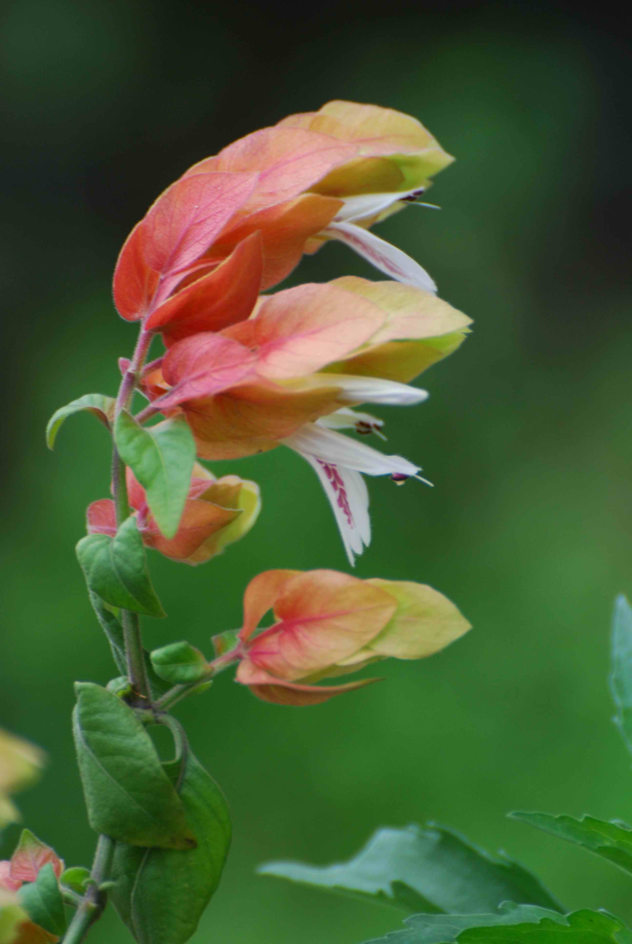 蝦衣花&mdash;&mdash;銀達(dá)園林工具/五金沖壓件