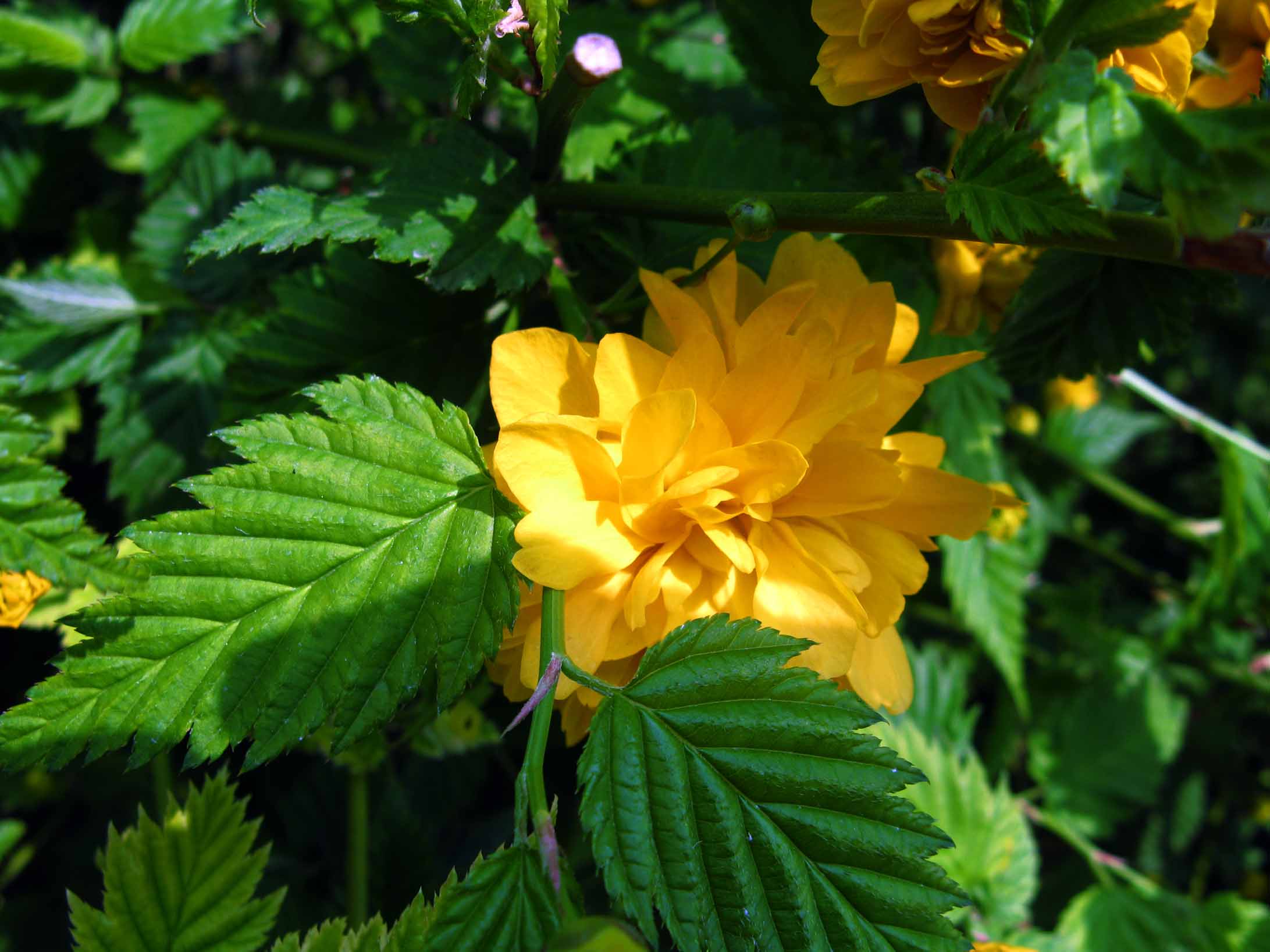 棣棠&mdash;銀達園林工具/五金沖壓件