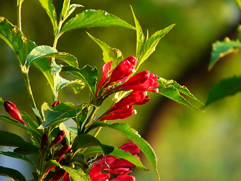 錦帶花&mdash;銀達園林工具/五金沖壓件