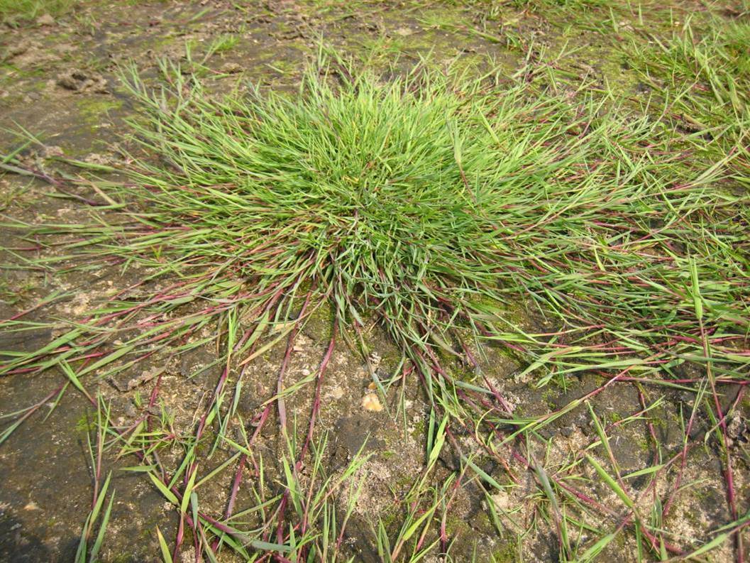 美麗有形的匍匐&mdash;&mdash;銀達園林工具/五金沖壓件