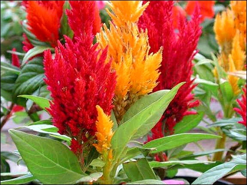 壽星雞冠&mdash;&mdash;銀達園林工具/五金沖壓件